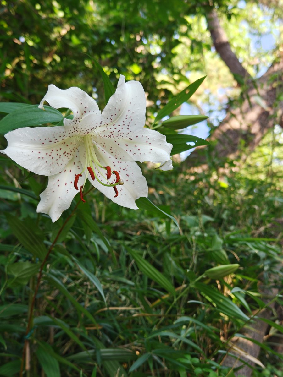 Hamayagohei's tweet photo. ヤマユリ（神奈川の県花）
待ってました  やっと1輪
豪華絢爛に咲く姿
ユリの女王にふさわしいね
濃くて甘い香りを
あたり一面に漂わせていた
咲くのに
種から3〜5年かかるという
大事にしないとね
（山の公園にて） https://t.co/Vb3EHKpGxn