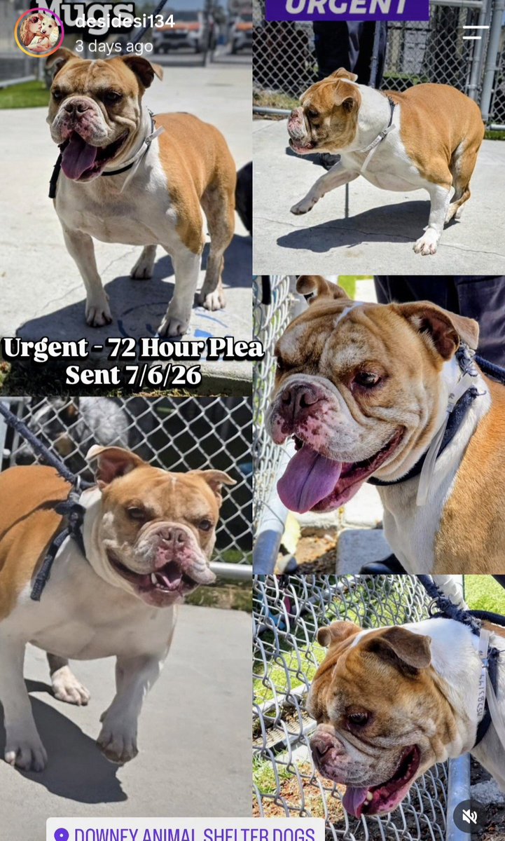 mapleveewesem's tweet photo. 💔🆘️💔 American Bulldog MUGS was at the 7-5 adoption event but didn't get picked 😢 Just 2 yo, 50 lbs &amp; he loves receiving affection. Please help him leave Downey #California ACC. Adoption fees are waived. Ask here about fostering 🙏 info 🔽 
#A5783144 https://t.co/umiDRoWGPo