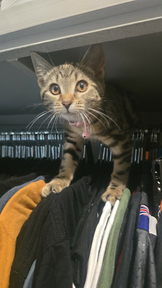 roadkillishot's tweet photo. Just want to let everyone know, I have the prettiest pussy! https://t.co/S4bTzRTwkg