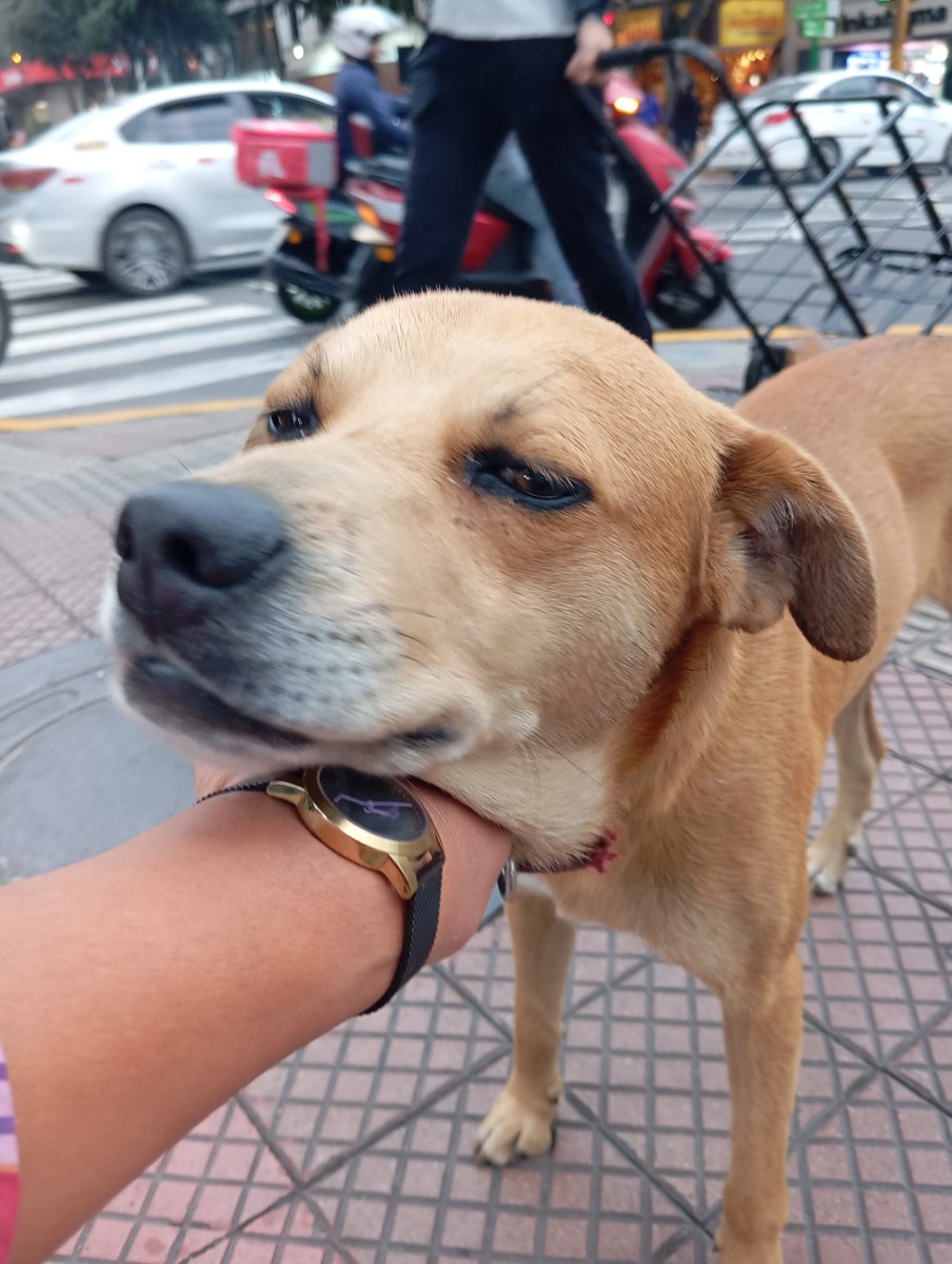 claudioarkeo's tweet photo. 🐶 🐩 Perdido. Ubicado 17:50 horas de hoy jueves 9/7 en el cruce de Larco con Schell. Seguimos esperando ayuda de @MuniMiraflores para dejarlo estable y que publiquen algo para ubicar a su familia. Tiene un collar rojo. Delgado y maltrecho. Difundir. https://t.co/0KKiqd7Y69