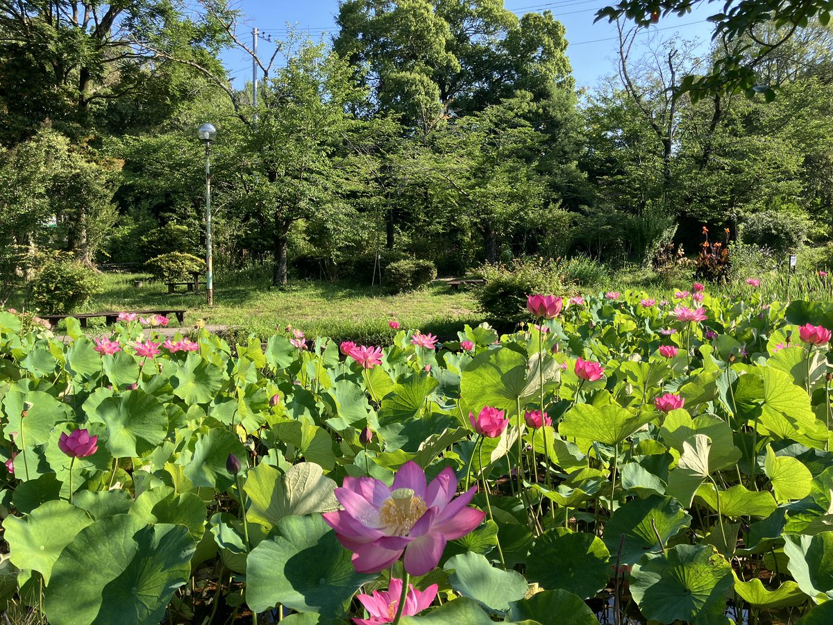 rikataji's tweet photo. ラジオ体操後の朝散歩。天覧山下にあるニコニコ池のハスが見ごろ🪷です https://t.co/eOgu2A2Nl6