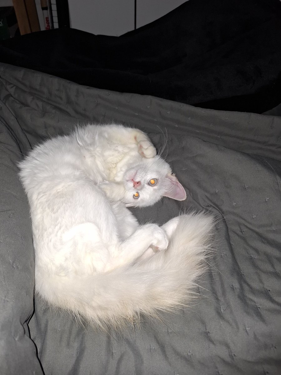 anluhen's tweet photo. pé preto em cima da cama https://t.co/JW7PUgVrhO