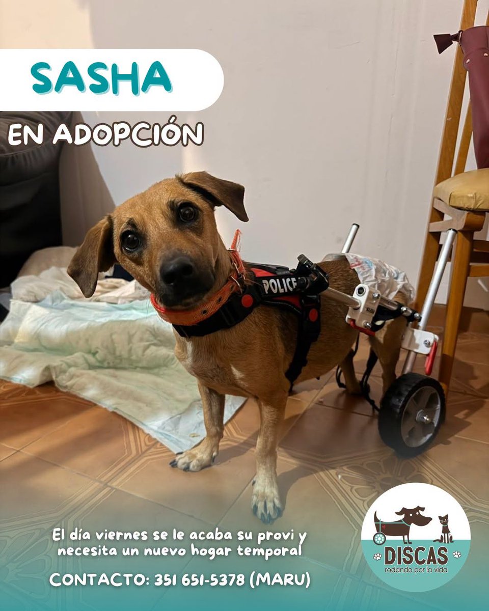 DiscasCba's tweet photo. #DiscasDifunde Sasha necesita un hogar urgente. 📷
Este viernes se queda sin hogar provisorio y necesita una nueva oportunidad.
Buscamos una familia que pueda recibirla, aunque sea de manera provisoria, para que no se quede sin un lugar donde estar.
SIGUE👇👇👇 https://t.co/z4A4bGCsRc