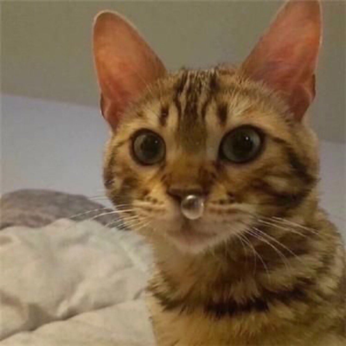Cats tweet media