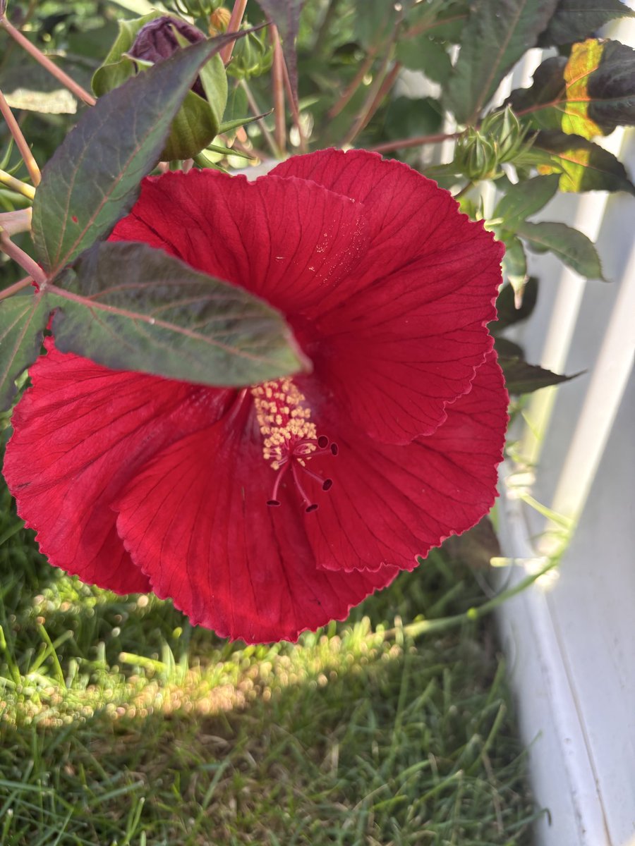 TerriLabrie01's tweet photo. @TikiTales They have started blooming. https://t.co/TNIxw3YjPH