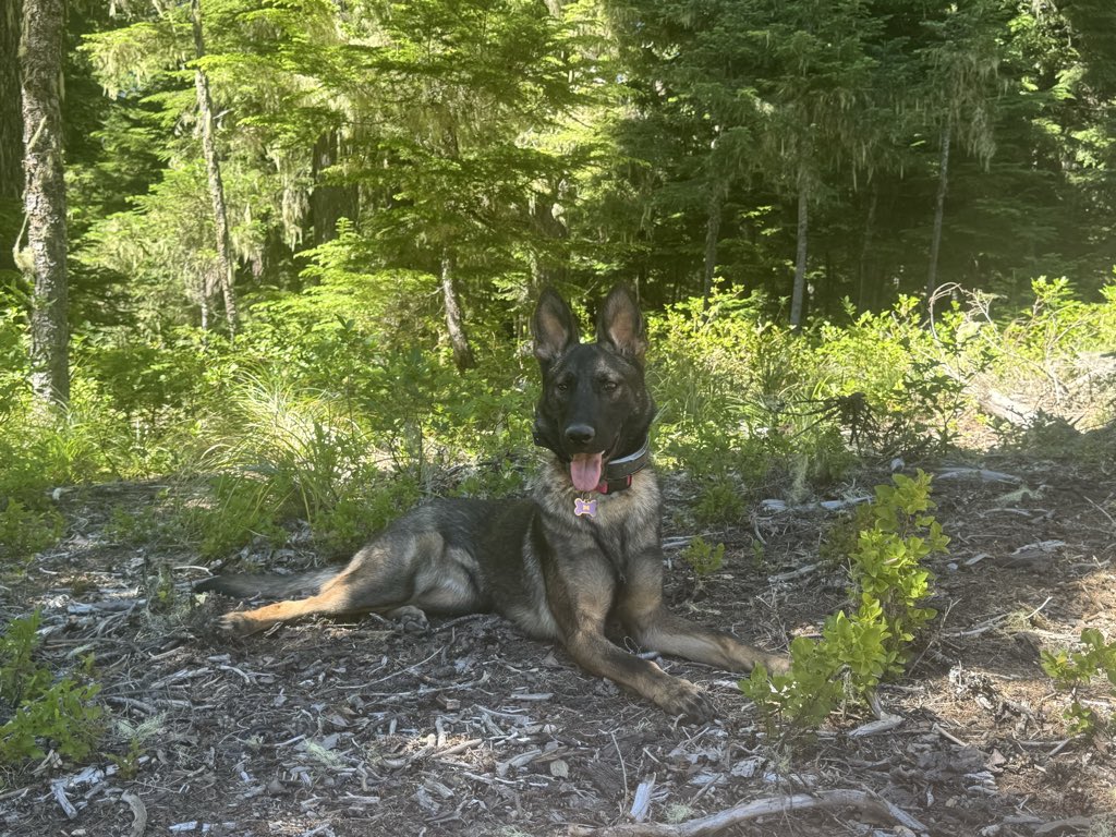 ChelsyFreedom's tweet photo. She actually laid down and stayed in one spot for a photo! First time in an actual forest 🐶🥰💜 🌲 

Let’s see how her nose is in the trees! 🌲 🌬️ #germanshepard #workingdog https://t.co/NomOy4z5I9