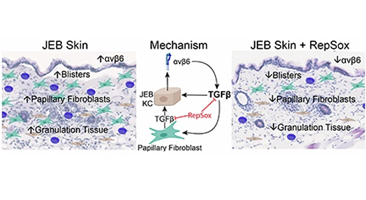 Dermal Cell News tweet media