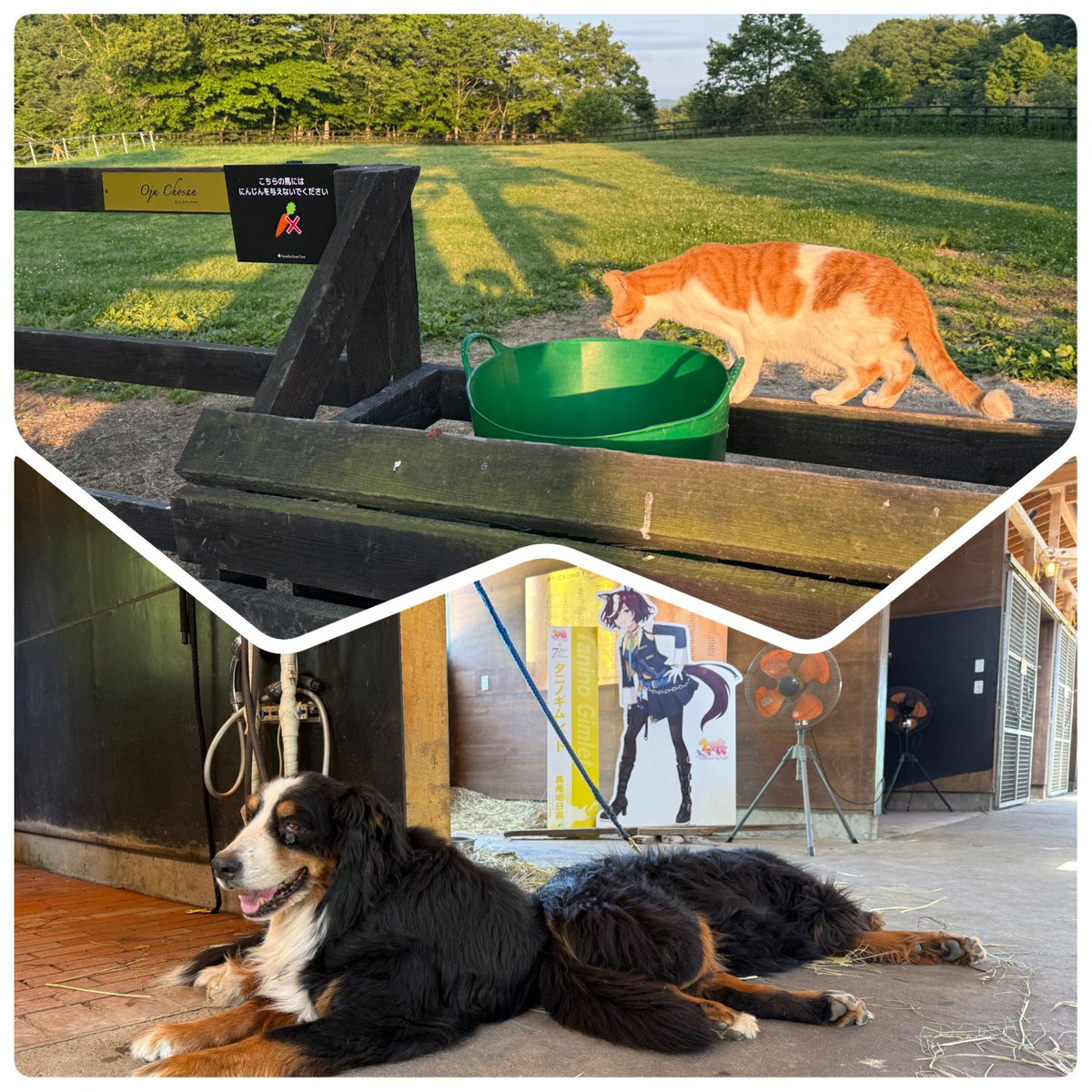 mononoke2020's tweet photo. 月1で行きたくなる牧場。
馬はもちろん犬や猫にも癒されます。
おはようございます。
#Yogiboヴェルサイユリゾートファーム https://t.co/v2cMxjJvYr