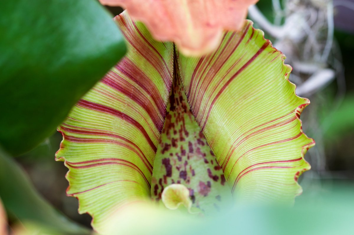 Flower_fu's tweet photo. 【大温室ラン室】
食虫植物の #ネペンテス の襟、集めてみました📷
模様、色、角度、それぞれ見ていて飽きません😉フラワーセンターで開催の食虫植物教室は満員御礼。行きたい！と思われる方は、一庫公園の教室が狙い目です。一庫公園のホームページから予約可。
〈企画誘客課F〉 https://t.co/cLNKAEXqpO