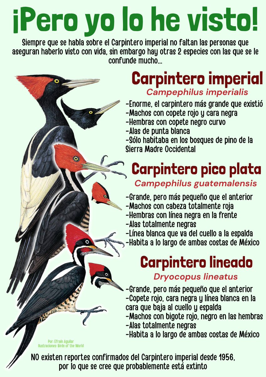 EfranOctavio1's tweet photo. De tantas veces que he visto gente confundiendo estas 3 especies me dió por hacer esta infografía sencilla sobre las diferencias entre ellas

Para que no me quieran luego hacer pasar un guatemalensis por imperialis https://t.co/xhGw4mrbSP
