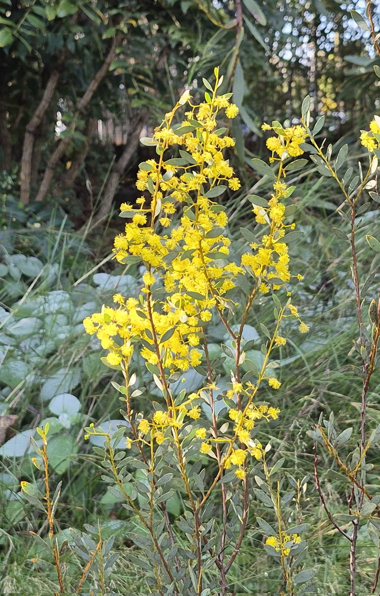 StuartWilliams_'s tweet photo. Acacia buxifolia
Box-leaf wattle https://t.co/Mu8MWBDTfE