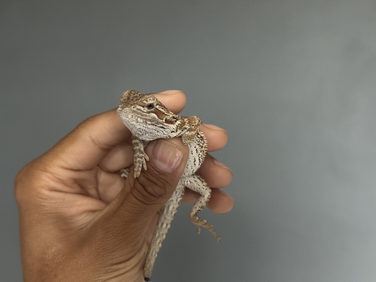 ilovenuthing's tweet photo. feeling: reptilian https://t.co/LsH1NWQJR4