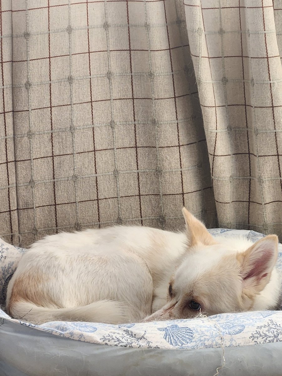 realitybusu's tweet photo. おはいぬ🐾
7月10日☀️
今日は晴れたね🐶✨
少しずつ暑くなりそうだけど、
冷感接触なヤツや少しでも涼しくして、熱中症警戒対策しませうね🐕️🐕️
#ダイソー の冷感接触ベット大活躍な毎日です🐾
#おはようＶTuber https://t.co/MO5D72scuW