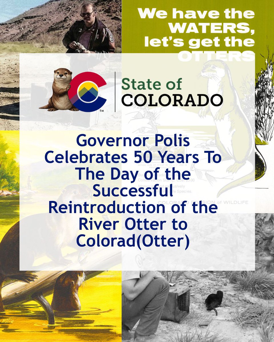 GovofCO's tweet photo. Happy 50th otter-versary to the Colorado River Otter! These slippery, playful creatures play an important role in strengthening the health of our rivers and we have seen River Otter populations successfully spread across the western slope ahead of this milestone anniversary of their reintroduction. This year the 250/150/50 celebrations include all of us and Coloradotter’s river otters. I look forward to celebrating many more of the mighty River Otters!