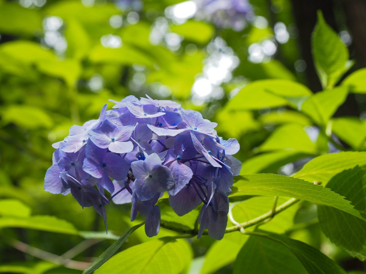 heart8255's tweet photo. 朝から暑い福島市🥵

週末は雨のマークも見えるけど
紫陽花の花もそろそろ終わりかな
涼しげな紫陽花の花の写真でも見て下さい

急な暑さで身体も悲鳴をあげてそう💧
熱中症対策をしっかりと
今日も良い一日になりますように

#出塩文殊堂
#山形市 https://t.co/s6FLYN7urq