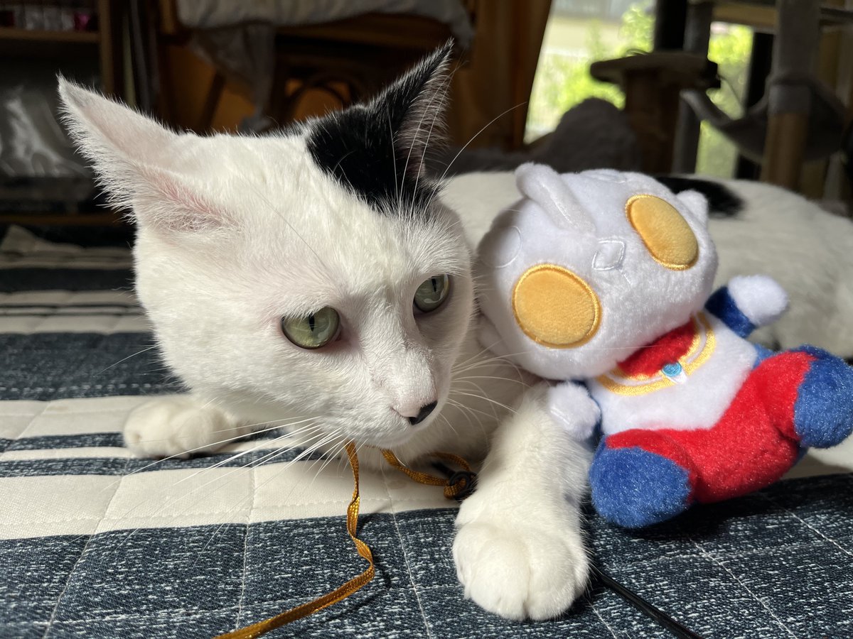 takosofu2020's tweet photo. #白黒猫
#猫のいるくらし
#ウルトラマンの日
今日は、ウルトラマンの日！そして、60周年！ありがとうにゃ！ https://t.co/QSVaaCoLo3