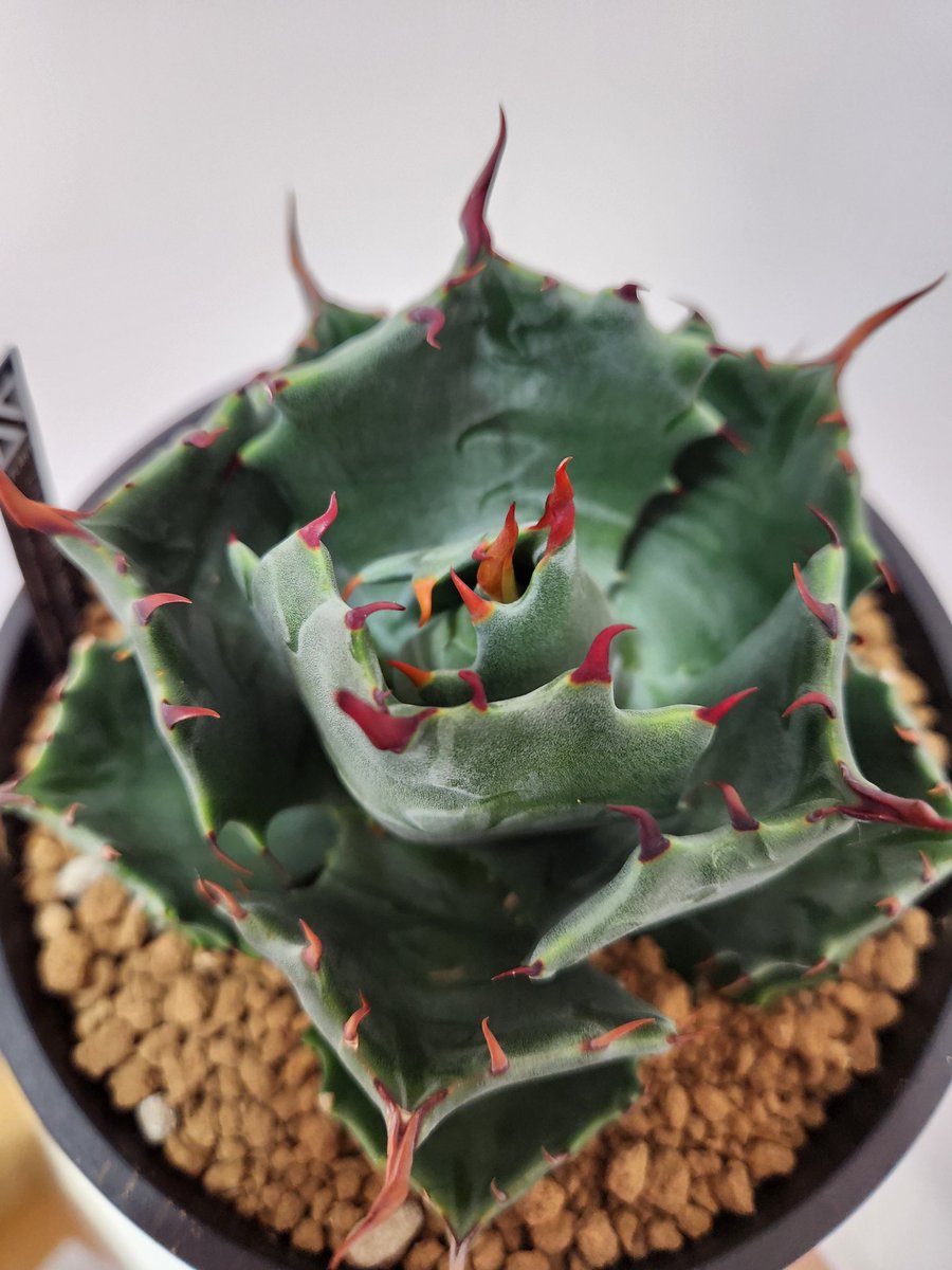 Chickenplants tweet picture