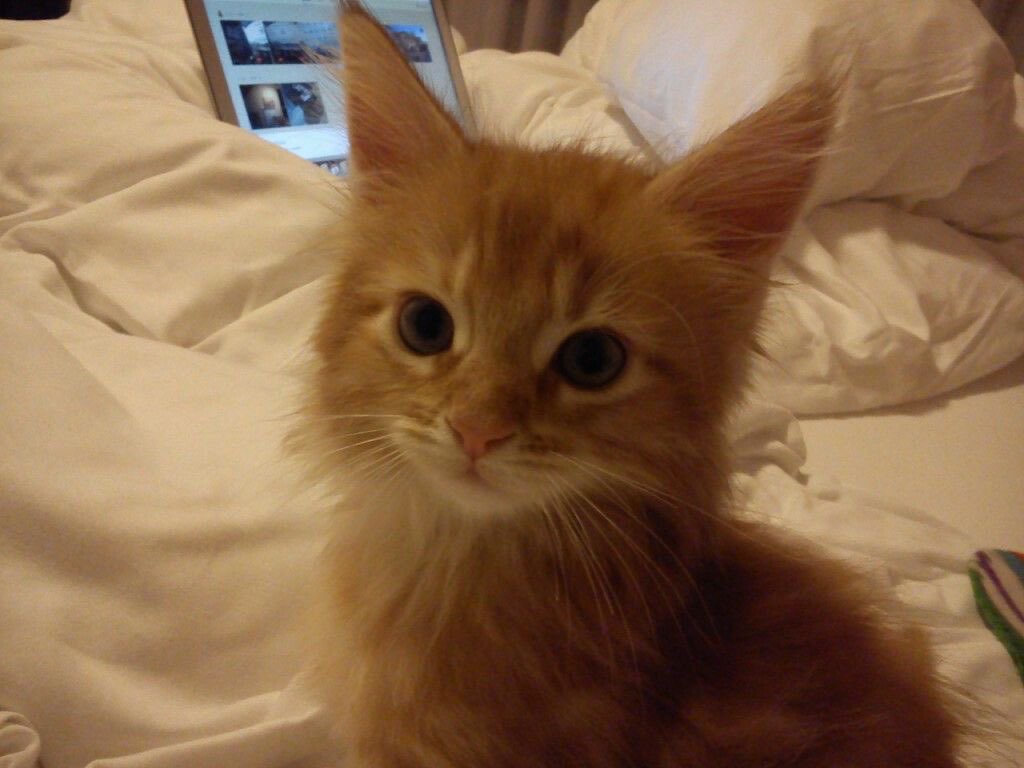 aryjiks's tweet photo. Uma #jikookau onde…

Jimin passou semanas fazendo de tudo para adotar o gatinho do Jungkook, totalmente apegado ao bicho. 

Mas no dia da entrega…

Jungkook avisa que não vai mais doar e o bloqueia em tudo. https://t.co/uGiNL2aiNt