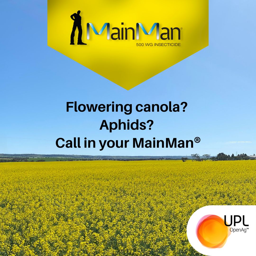 UPLAUSLtd's tweet photo. 🌼 Canola flowering is approaching.
#MainMan® controls Green Peach Aphid, Cabbage Aphid & Turnip Aphid while fitting into #IPM programs.
✔ Soft on beneficials, suitable during flowering & no known resistance.
Learn more 👉 https://t.co/xxwMAuTUCu
#UPLLtd #OpenAg https://t.co/eTRLl3mx3k