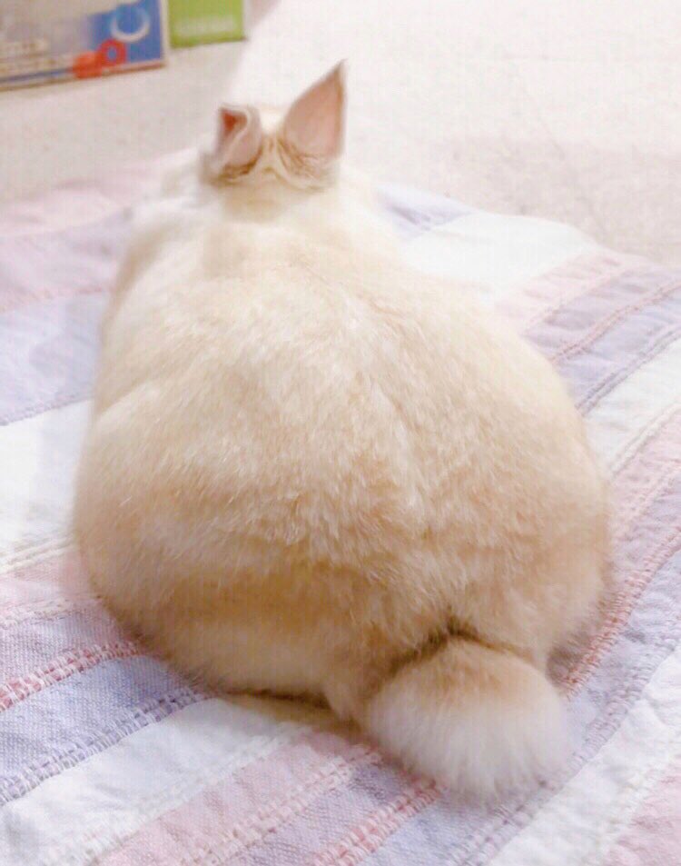 千代屋 tweet media