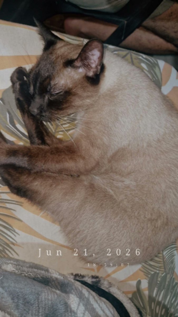 potterperalta's tweet photo. O hit tweet do gato q nem é meu kkkkkk mas vou deixar o meu aqui tbm so pra verem q ele é lindo
Adotei de uma moça q resgatou ele com rabo cheio de bicho, por isso ele é cotoco https://t.co/UlFB3f5ze2