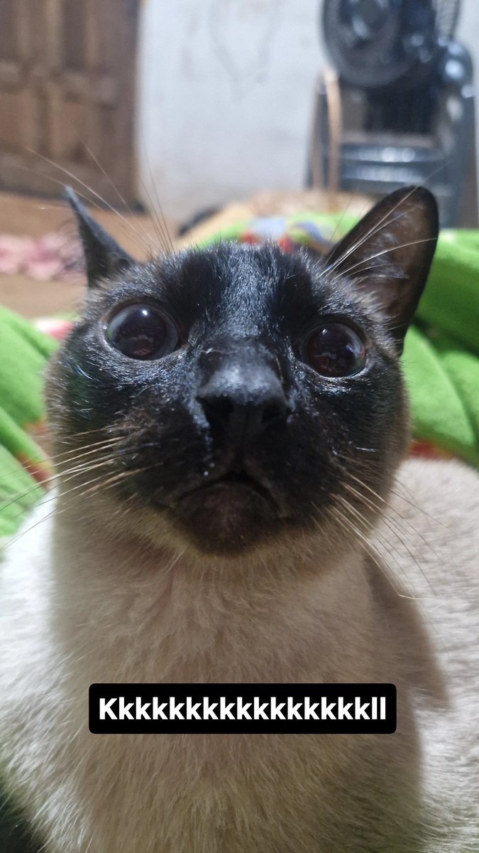 potterperalta's tweet photo. O hit tweet do gato q nem é meu kkkkkk mas vou deixar o meu aqui tbm so pra verem q ele é lindo
Adotei de uma moça q resgatou ele com rabo cheio de bicho, por isso ele é cotoco https://t.co/UlFB3f5ze2