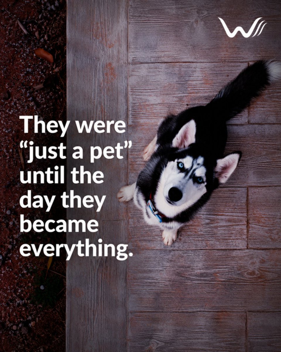 WellnessWag's tweet photo. It sneaks up on you β one day a cute new roommate, the next the reason hard days are survivable. A valid ESA letter protects keeping them home. π https://t.co/Y0fjn9b6M7 #EmotionalSupportAnimal #ESALetter https://t.co/4BiU9qNIF3