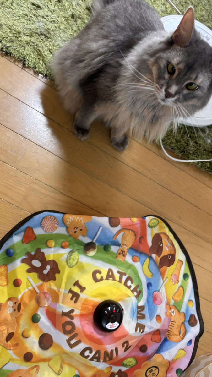 warisita0709's tweet photo. あさねこ https://t.co/xQmmFd8Fwt