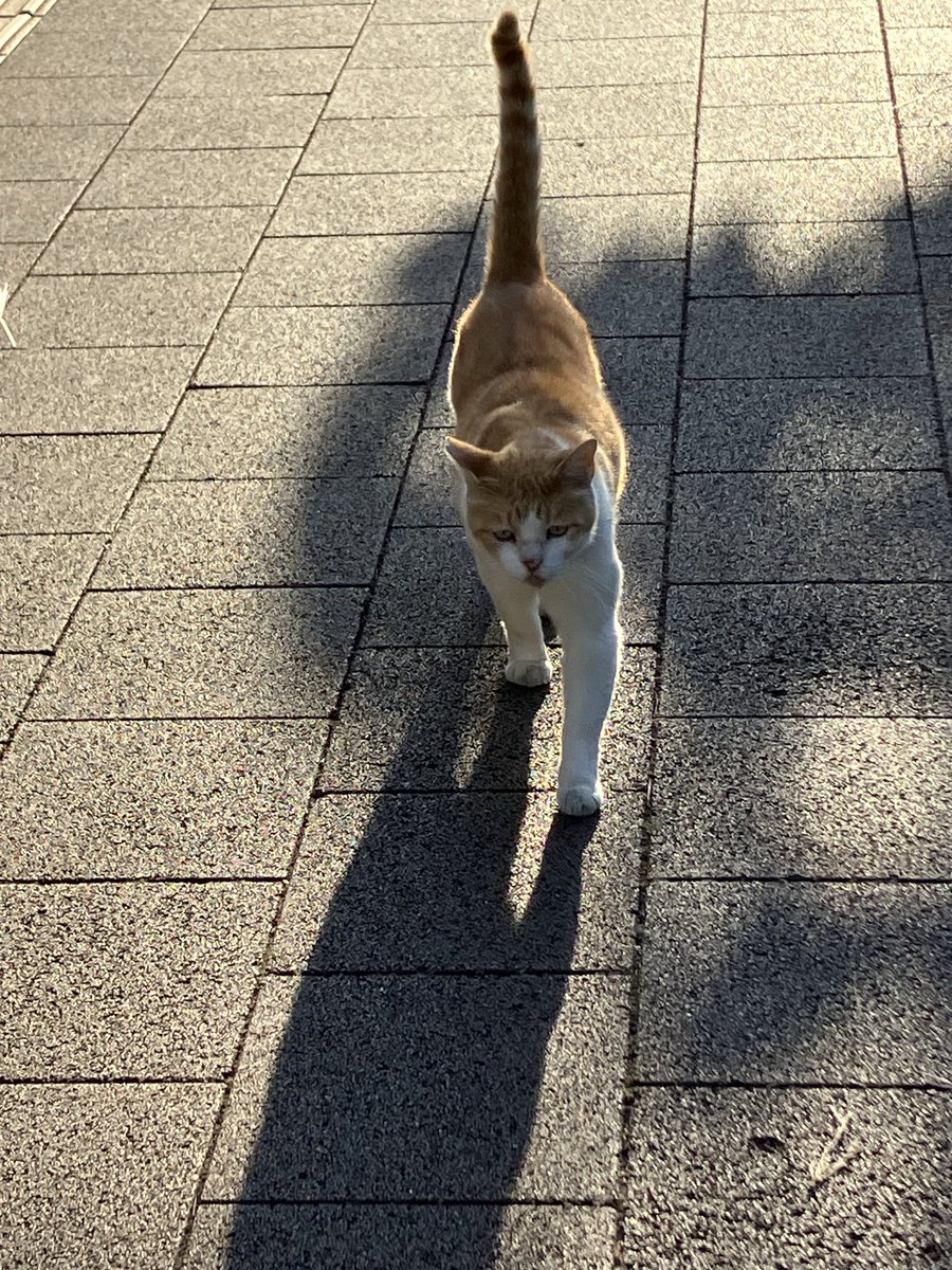 piroruru1's tweet photo. 最近は夜ご飯🍚の所で待っている事が多い
今朝の地域猫🐈の夢
朝日☀️を背にしてえっさえっさ🤭

ワンコ達も賑やかに集合
朝早くなった☺️ https://t.co/Mq123xcWo9