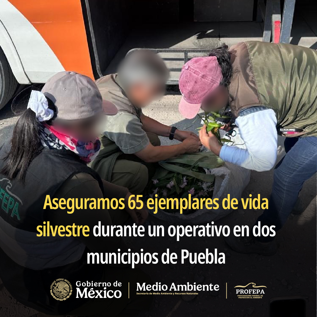 PROFEPA_Mx's tweet photo. 📍Puebla | En los municipios de Tlacotepec de Benito Juárez y Tepanco de López, realizamos un operativo con el objetivo de combatir la posesión y aprovechamiento ilegal de ejemplares de vida silvestre.

📌Lee más ➡️ https://t.co/U0vU3QEipn https://t.co/gnXrSMIgck