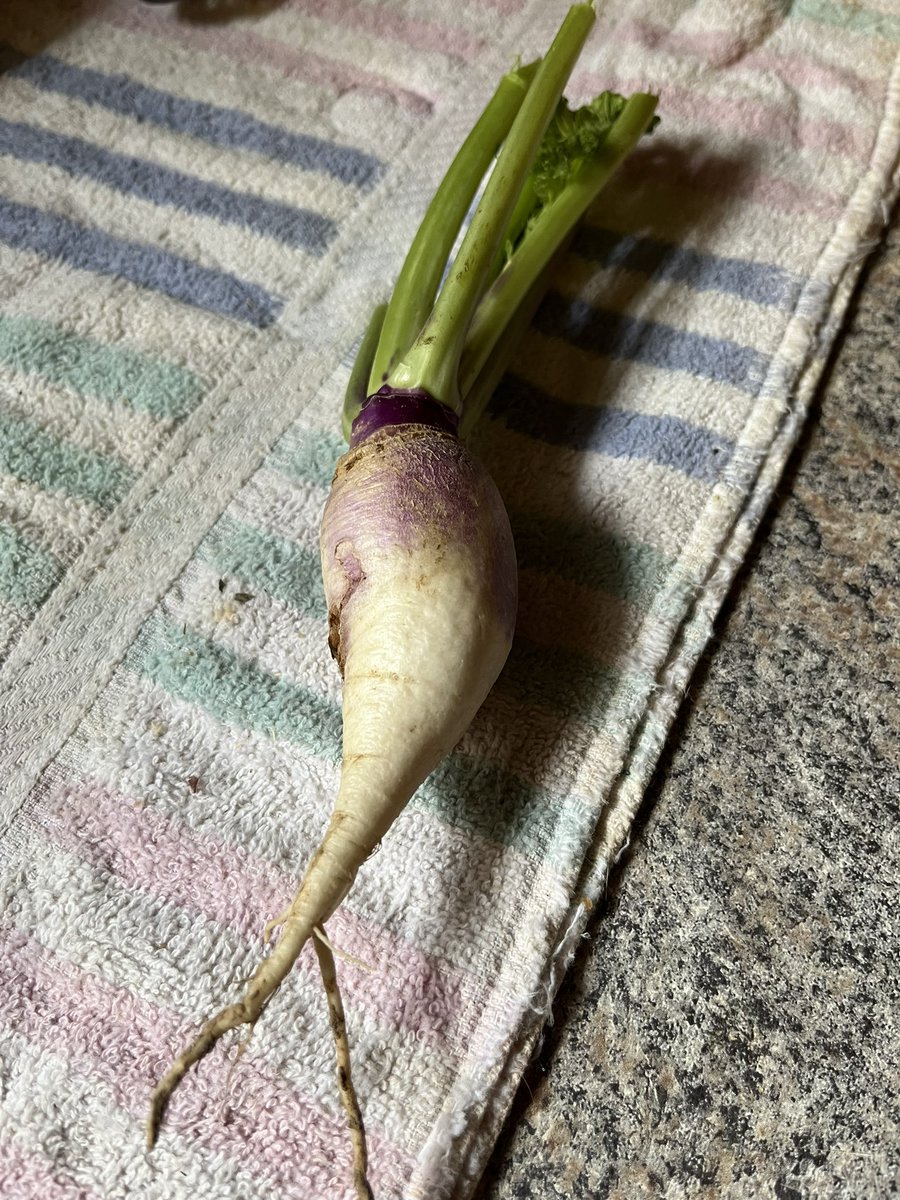 kcscharm00's tweet photo. Pulled my first turnip tonight and I will pull the rest for dinner tomorrow night. Plant some more then freeze the rest. I will blanch the tops for later dinners 😎 https://t.co/04QAhNy3GD