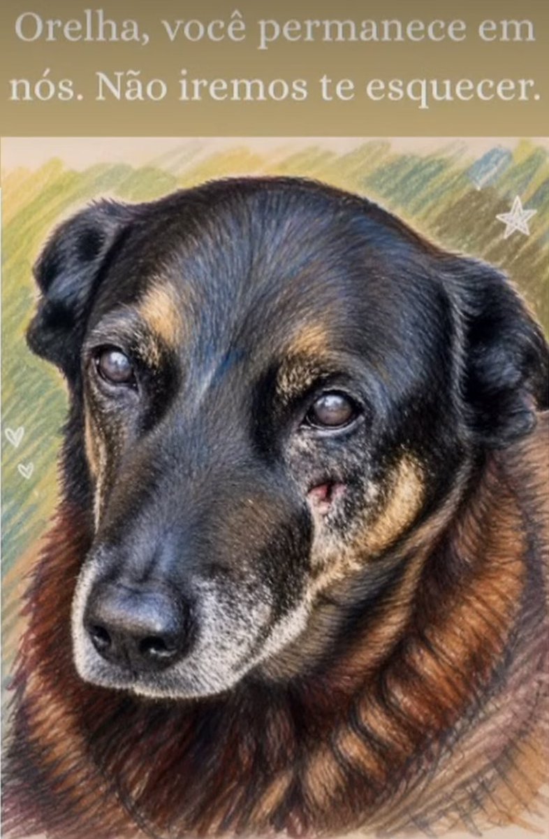 MarcoValverde72's tweet photo. Alguns anjos passam pela Terra com quatro patas. Orelha, sua história jamais será esquecida. Você vive em nossos corações e na luta por justiça. Até que todos os animais estejam protegidos. 🐾🐶🥹
#JustiçaPorOrelha https://t.co/wuGRm3A1xR