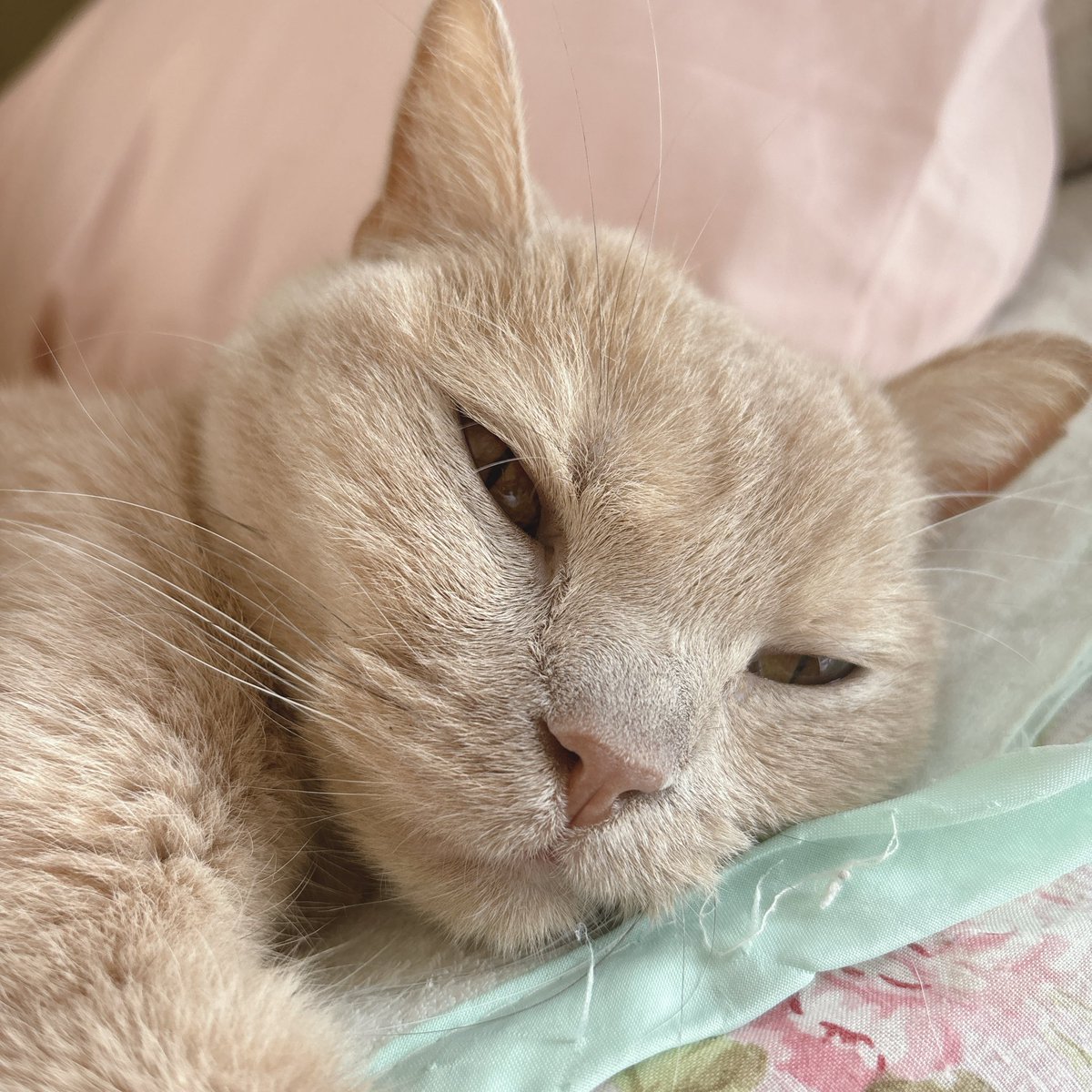 jun_mamoru's tweet photo. 主コロナ中の為、毎日じゅんちと楽��く幸せに過ごしてます😷
朝ごはん食べてすやすやしてるなう
ぬるっと逃亡を図るじゅんちも😸

#猫のいる暮らし
#拡張型心筋症
#ブリティッシュショートヘア
#闘病中
#猫好きと繋がりたい https://t.co/IRwusAdYOc