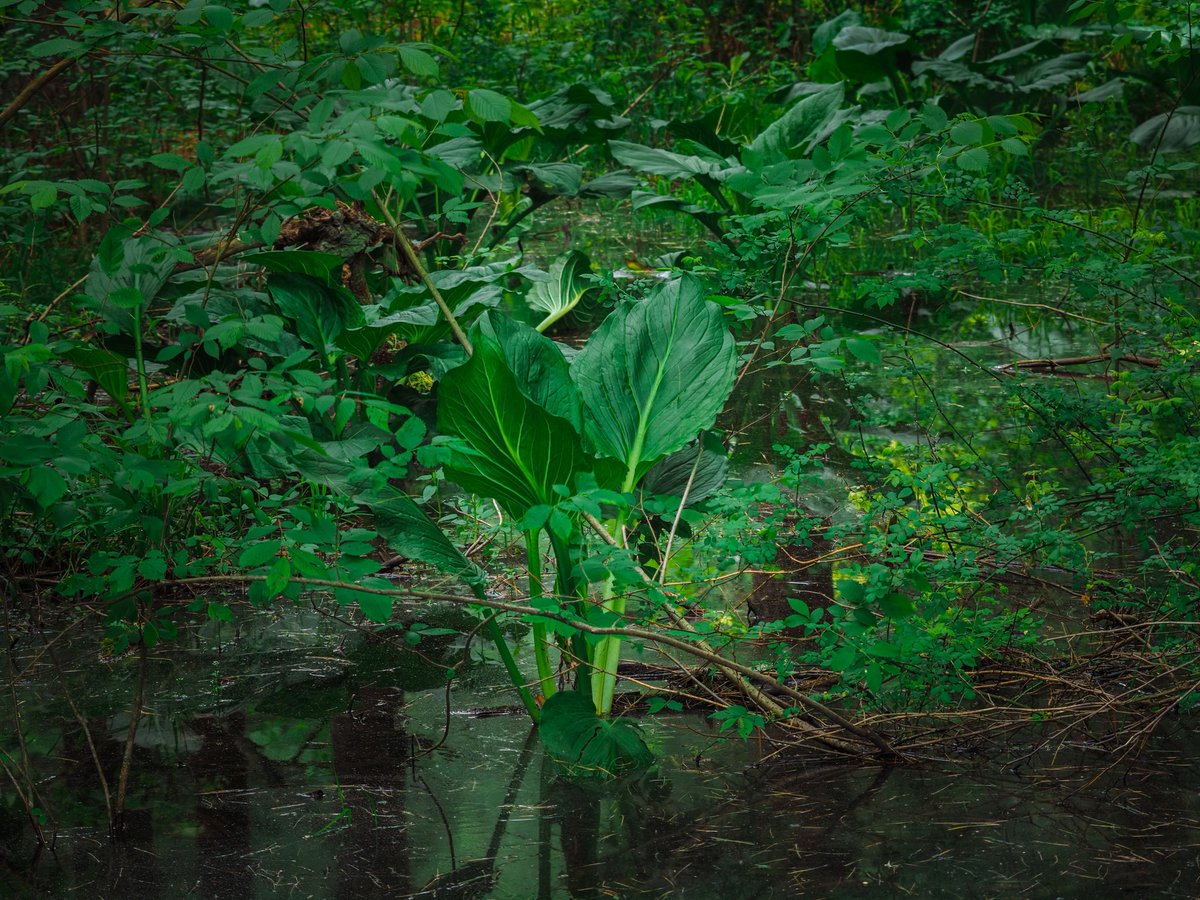 ScottCB1260's tweet photo. @aHeartSoFull #PhotoChallenge #Green #Photography https://t.co/1rgE92MbJ4