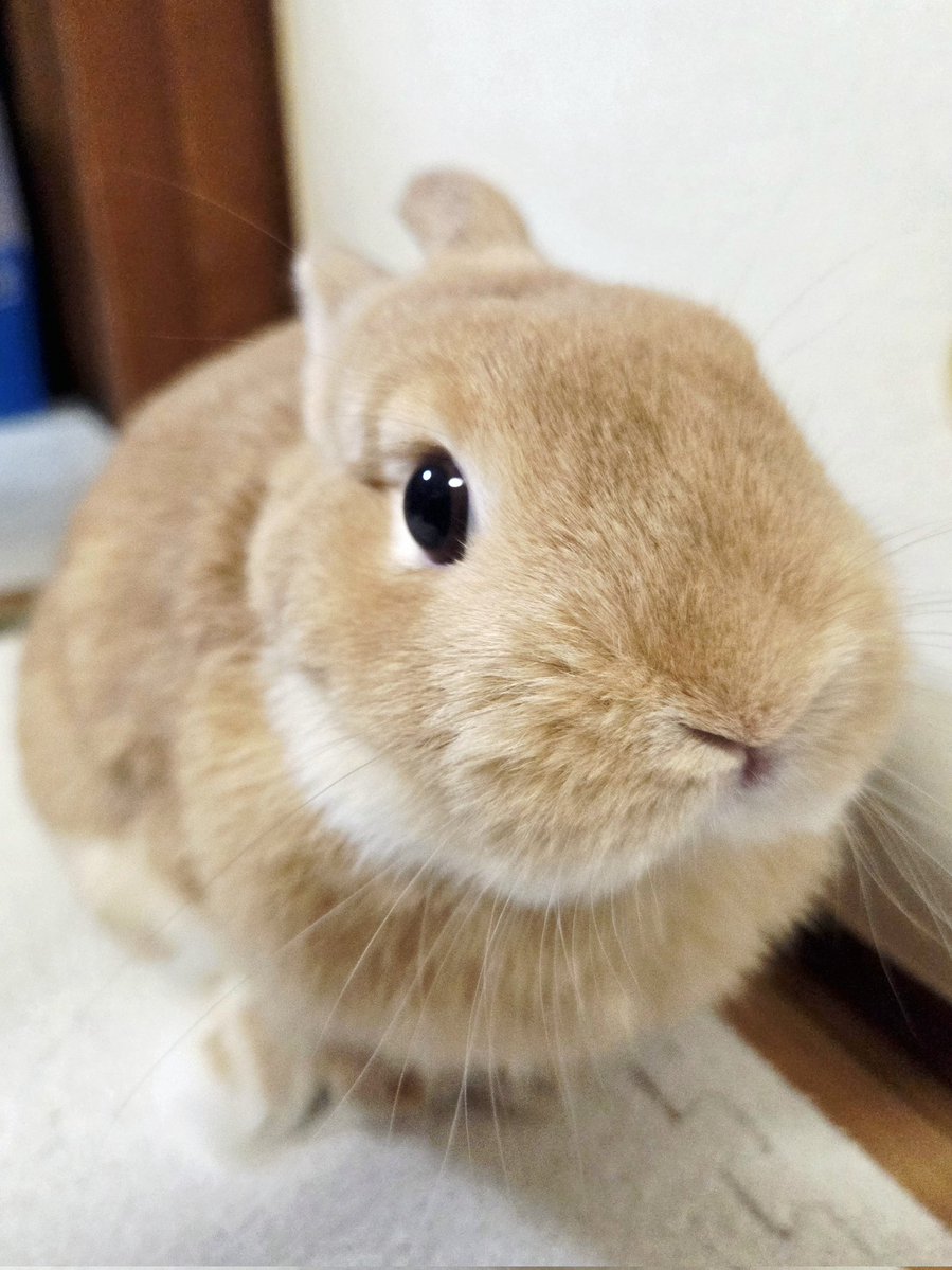 KawaeeCOCO's tweet photo. おはココ〜
今日もぼちぼち乗り切りましょ
 #うさぎ  #うさぎがいる暮らし
 #ネザーランドドワーフ https://t.co/ylgwsbsGL3