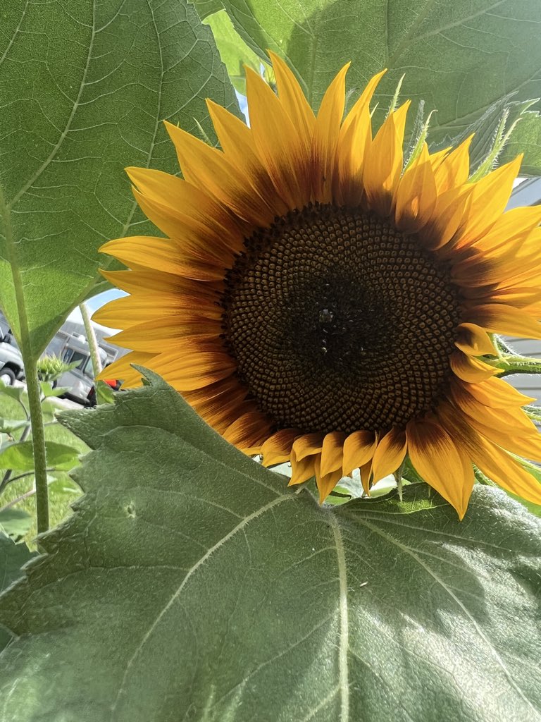 MediaElizabeth's tweet photo. But the seed in the good soil, these are the ones who have heard the Word in an honest and good heart, and hold it fast, and bear fruit with perseverance. 🌻

Luke 8:15 https://t.co/XUjAdzIogH