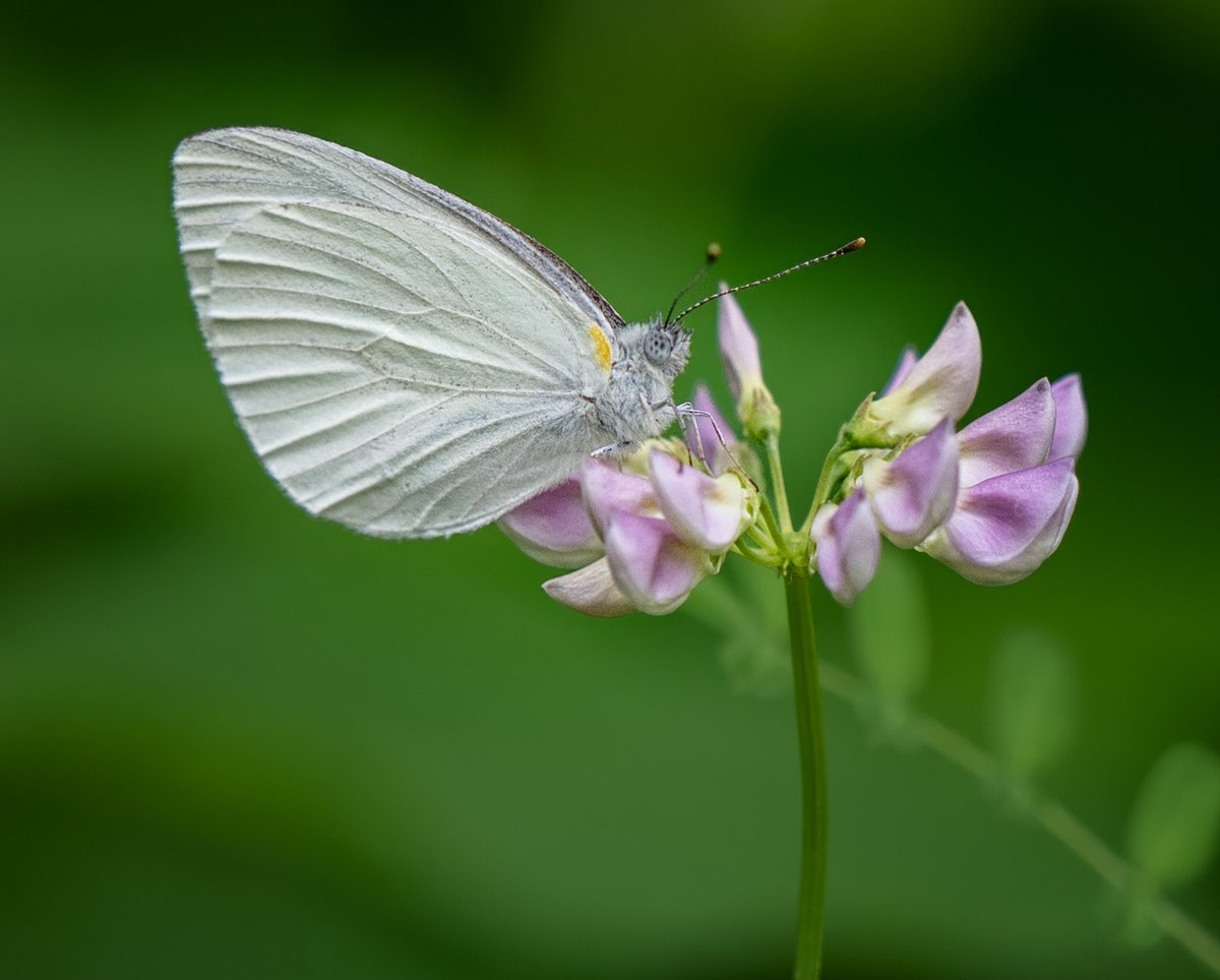 JocAPhotography's tweet photo. This Mustard White is a native North American butterfly that looks very similar to the invasive Cabbage White butterfly, which has black forewing spots. https://t.co/T2oAwlworQ