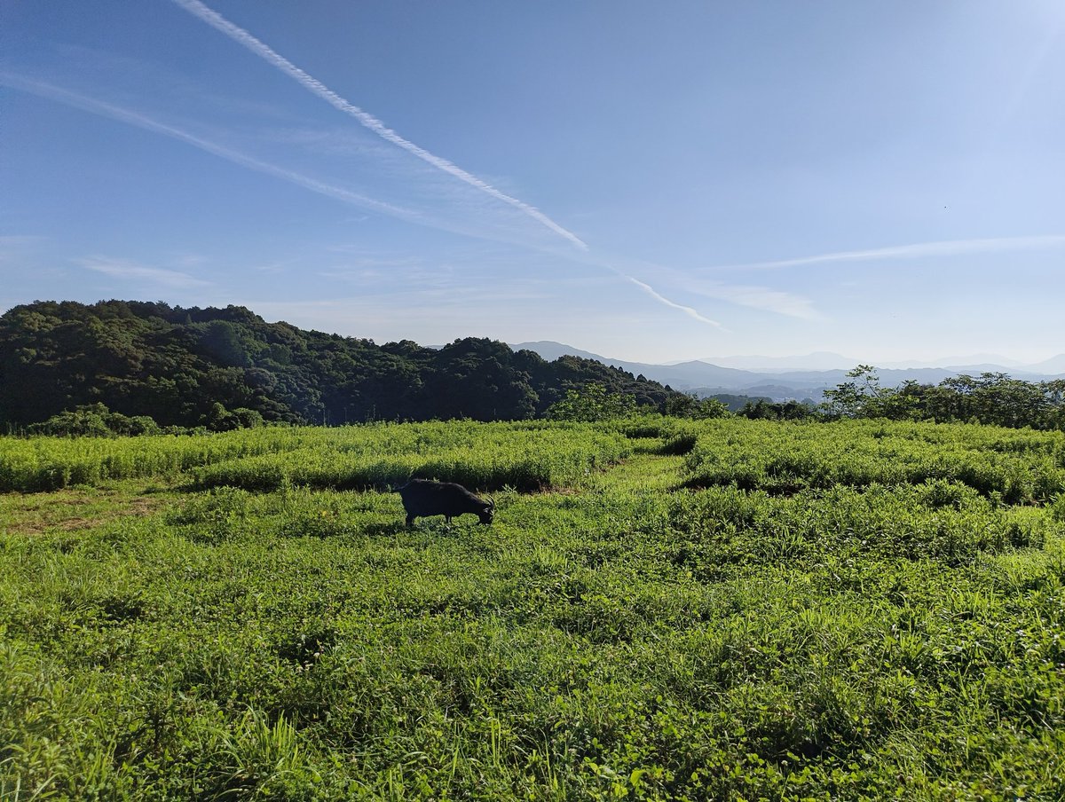 おはようございます☀️ なつぞら🐐🐐 ひまちゃんは、肌が見えるくらい