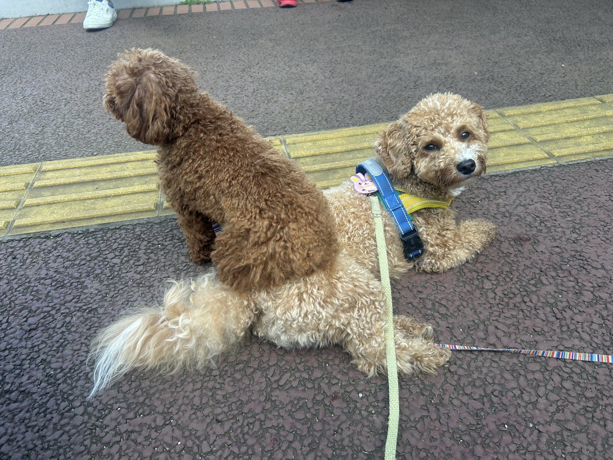 tempura24modoki's tweet photo. イスとイヌ　一文字違い https://t.co/P31kr0CKkE