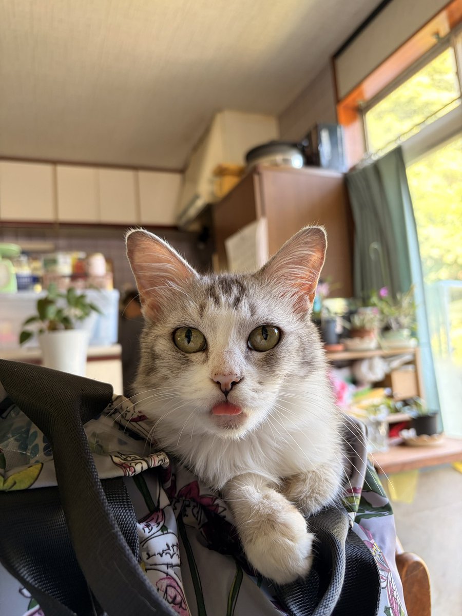 canna5go's tweet photo. @mimi_lvttr 遅くなりました！どぞっ(=^x^=) https://t.co/gaWlDGcVit