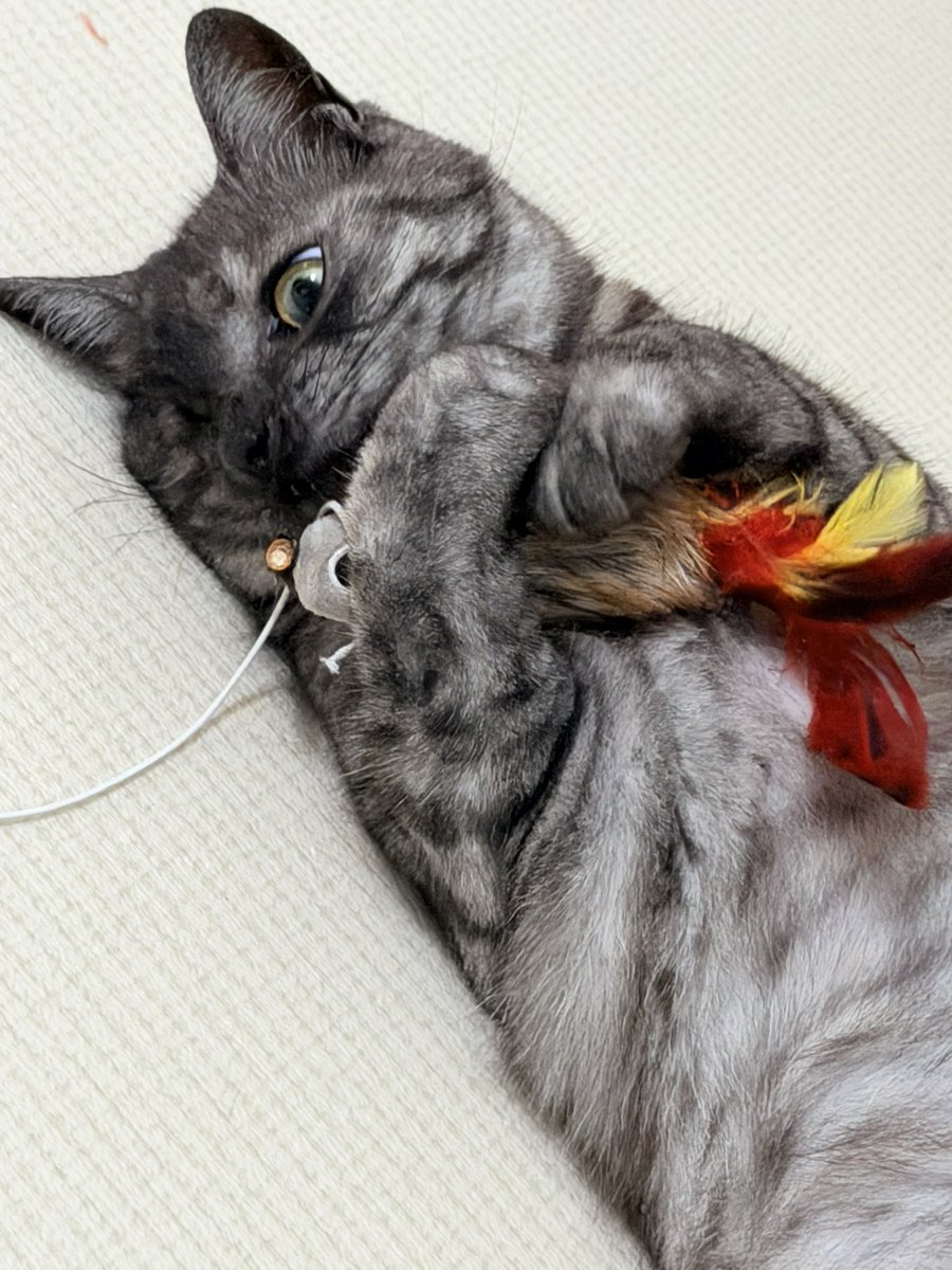 C00K1EM0N's tweet photo. 짹짹이랑 놀거예요 https://t.co/b1XCTyQ3dK