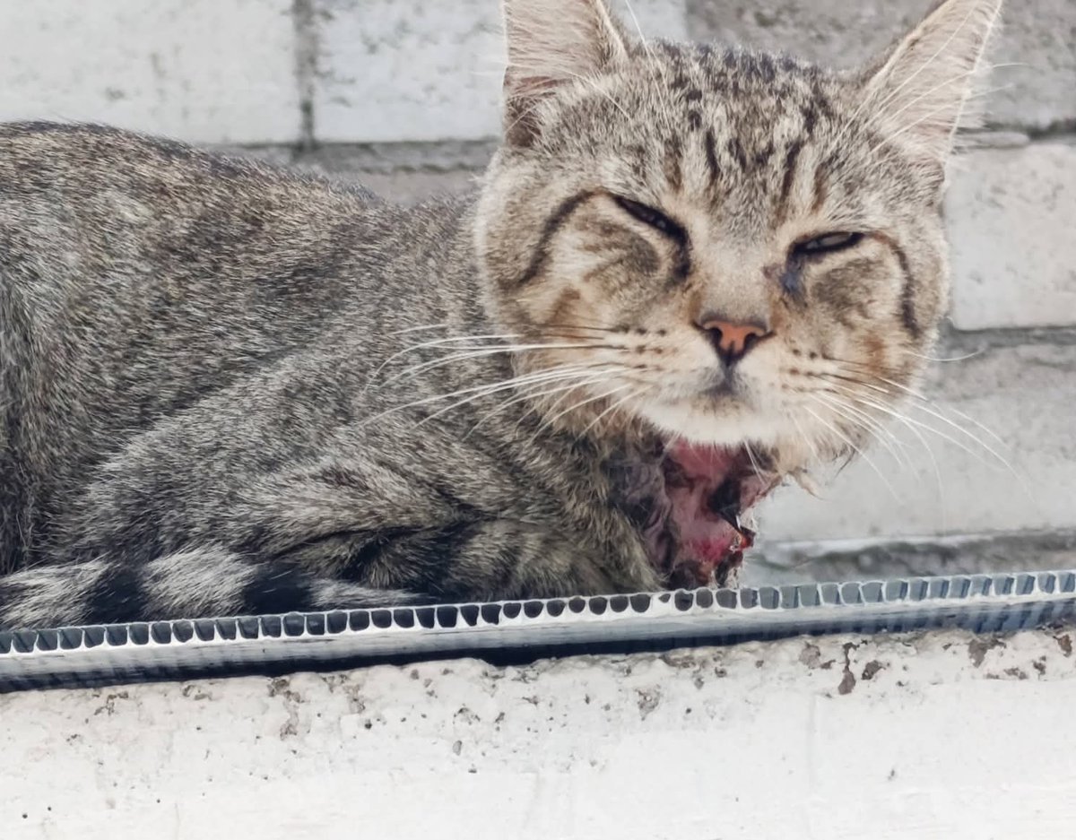 ile0719's tweet photo. En otras noticias ...se acuerdan del "gordo" el feralito con la herida horrible en el cuello?

Miren que guapo se ve ya sanito. Me cuenta la chica que le da de comer que ya no se fue, casi se quedó a vivir en la azotea de su casa. Por eso andamos buscando una casita de perro mediana de plástico para que ahí le pongan su cajita de arena y una camita. Por si saben de una usada en buenas condiciones que tengan a la venta o la regalen.

Aquí les dejo fotos de su evolución y mi más grande agradecimiento por su apoyo para este caso.