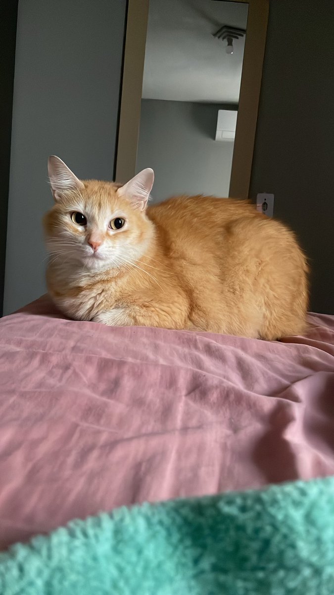 houistormz's tweet photo. confie no potencial do seu gato esquálido anêmico orelhudo cabeçudo de ficar bonito e viçoso https://t.co/WC7K6r9MCB