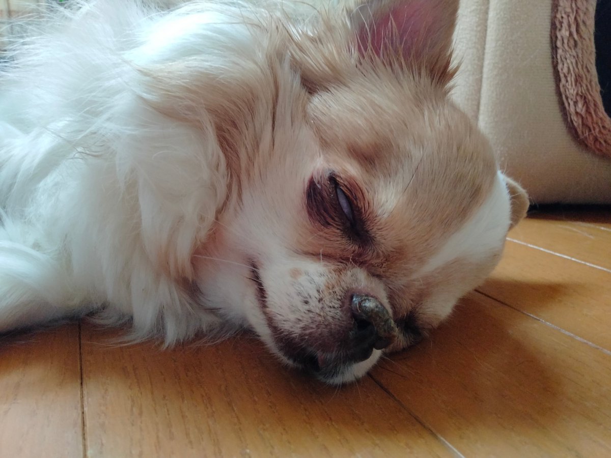 echigoyamoke's tweet photo. 今朝の玉緒さん
玉緒さんは“行ってくるよ”と声をかけるとしろめをむきます https://t.co/UswUJvXOeR