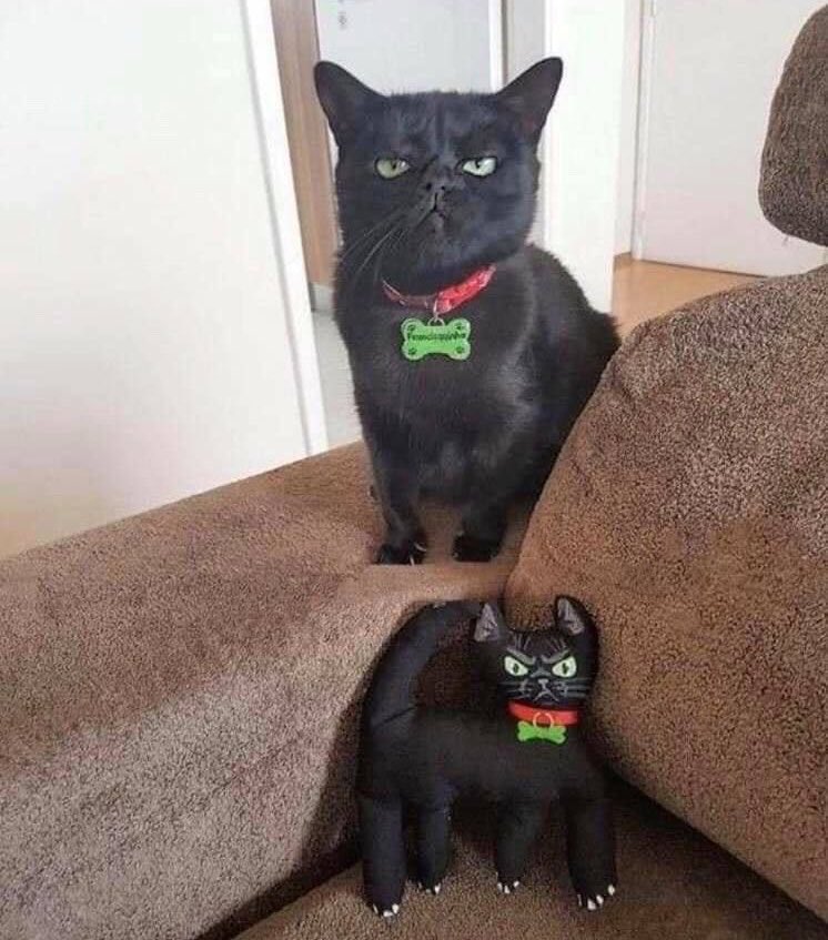 blackscats's tweet photo. "Am I a joke to you ?" https://t.co/dyaogtNUFO