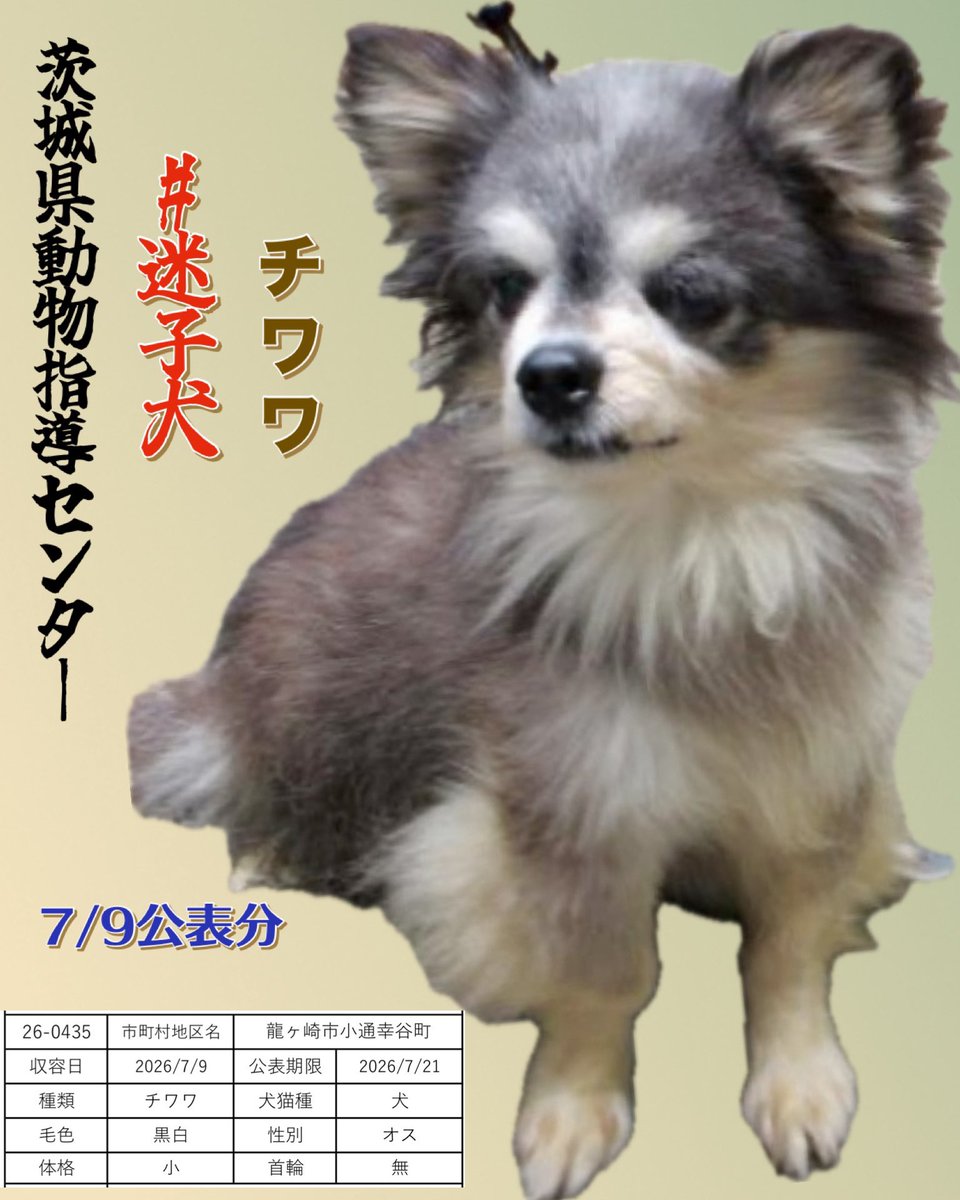 gollfe's tweet photo. 🆘7/9茨城県動物指導センター🆘
#迷子犬
小さなチワワの男の子が
保護されています。
飼い主さん保健所又は警察署に連絡お願いします
一日も早く
大好きなお家へ帰れますように🍀🙏🏻

お心当たりのある方は、
至急、茨城県動物指導センターへ
ご連絡をお願いいたします。

🔹管理番号：26-0435
🔹チワワ・オス・黒白
🔹保護場所：龍ケ崎市小通幸谷町
🔹収容日：7月9日
🔹公示期限：7月21日
https://t.co/8sxZNUvPSO