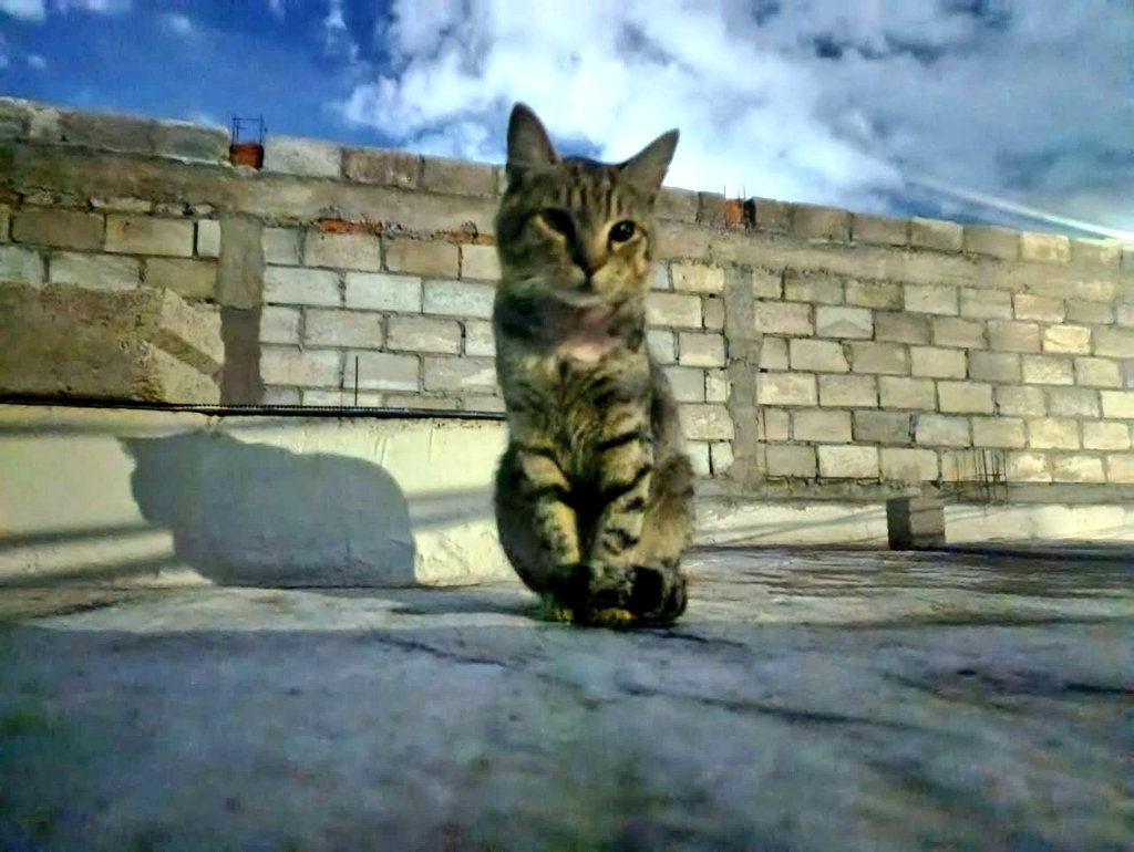 ile0719's tweet photo. En otras noticias ...se acuerdan del "gordo" el feralito con la herida horrible en el cuello?

Miren que guapo se ve ya sanito. Me cuenta la chica que le da de comer que ya no se fue, casi se quedó a vivir en la azotea de su casa. Por eso andamos buscando una casita de perro mediana de plástico para que ahí le pongan su cajita de arena y una camita. Por si saben de una usada en buenas condiciones que tengan a la venta o la regalen.

Aquí les dejo fotos de su evolución y mi más grande agradecimiento por su apoyo para este caso.
