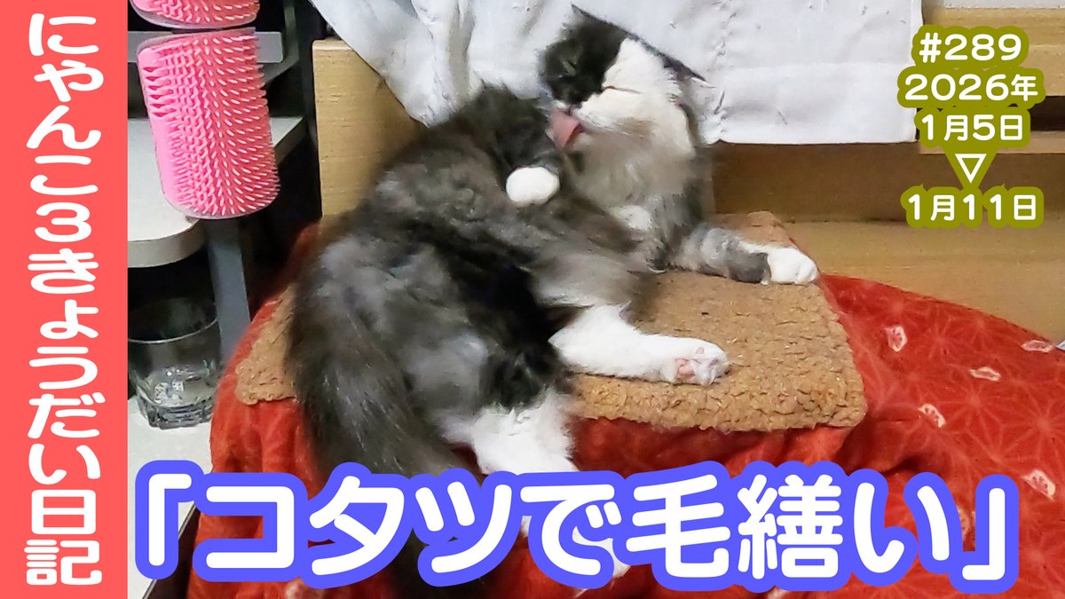 CatsLife #猫のいる暮らし #猫のいる生活 #猫のいる幸せ #猫好きさんと