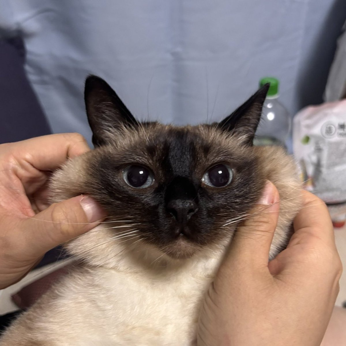 _JAEDA__'s tweet photo. 고양이 볼살 진짜 말랑 쫀득함 https://t.co/tdM4NDklTu