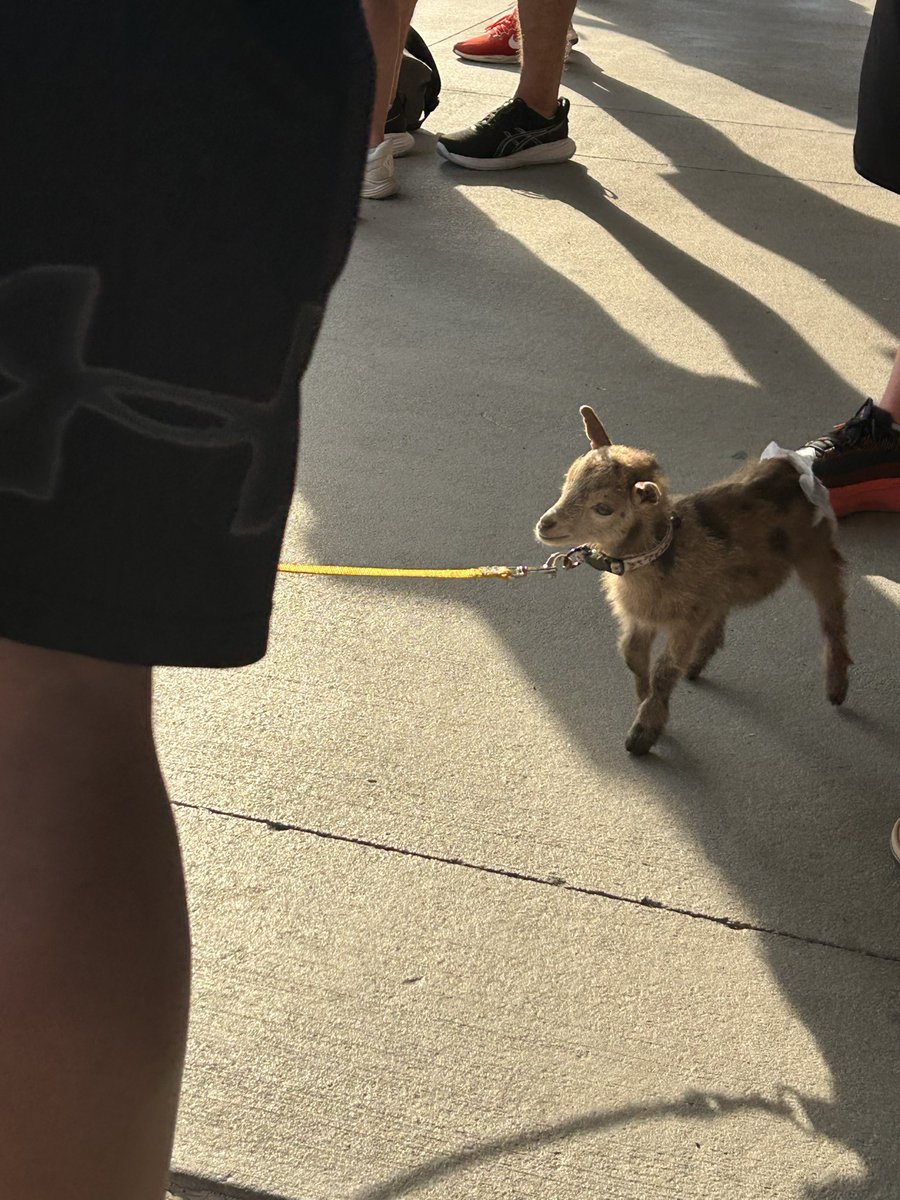 MattRem13's tweet photo. Recruiting chronicles:

This is a first. 

#NotADog https://t.co/A2UhCpfhFO